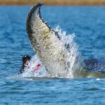 Wal-Rettung in der Ostsee beginnt
