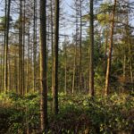 Wälder in Deutschland weiter in sehr schlechtem Zustand